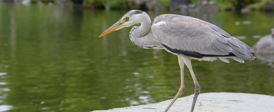 Fischreiher vertreiben: 5 Tipps, den ungebetenen Gast loszuwerden