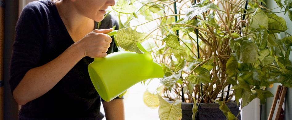 Fliegen in Blumenerde: So werden Sie Trauermücken los