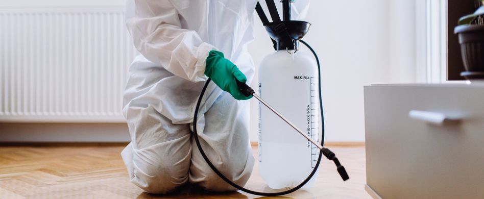 Flöhe beim Menschen bekämpfen