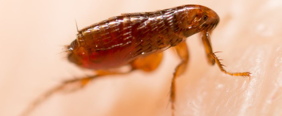 Flohbisse beim Menschen erkennen: Das sind die Symptome