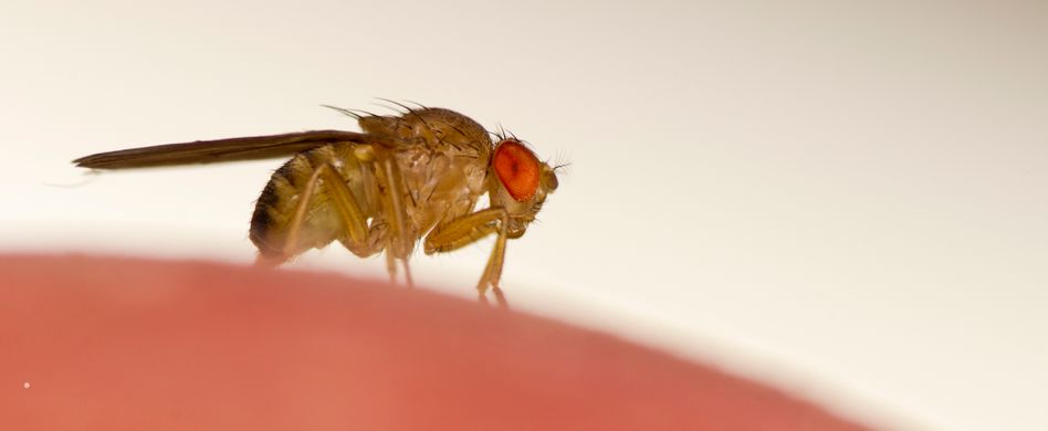Fruchtfliegen loswerden: Diese Methoden helfen wirklich
