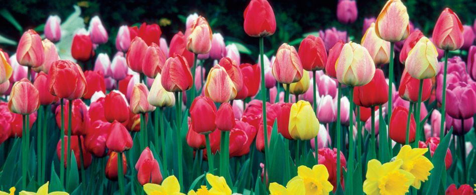 Frühblüher: Das sind die ersten Schönheiten des Jahres