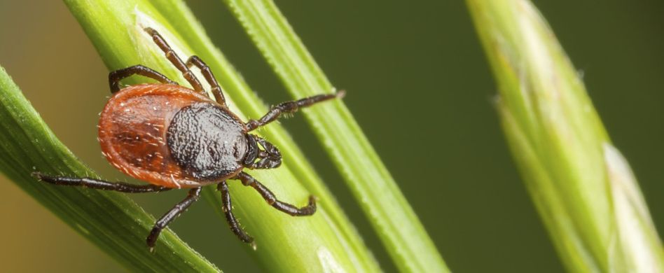 FSME: Symptome und Verlauf