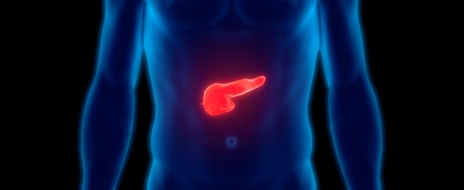 anatomie bild von bauchspeicheldrüse