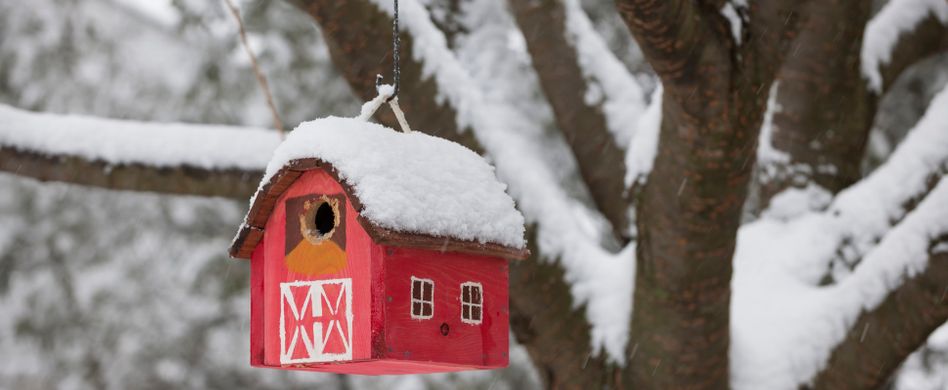 Garten im Dezember: Die letzten Arbeiten des Jahres