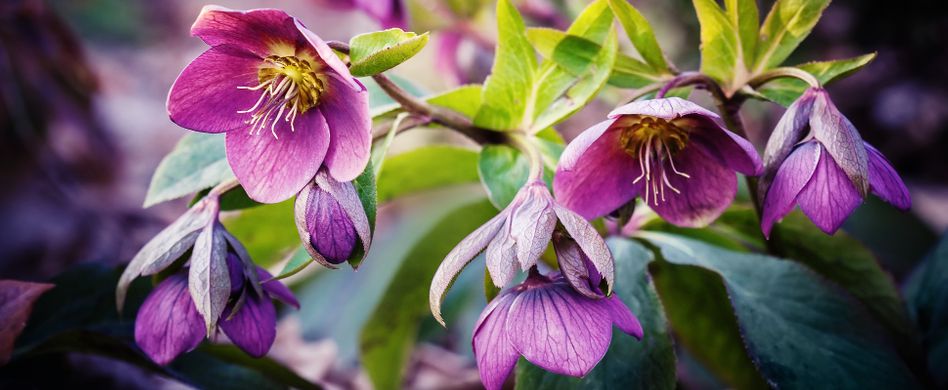 Garten im Frühjahr: 5 Frühlingsideen zum Nachpflanzen