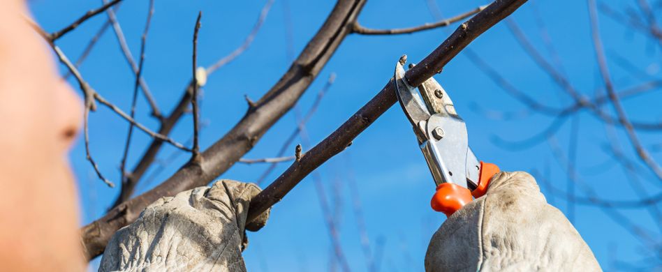 Gartenarbeit im Februar: Diese 3 Arbeiten liegen an