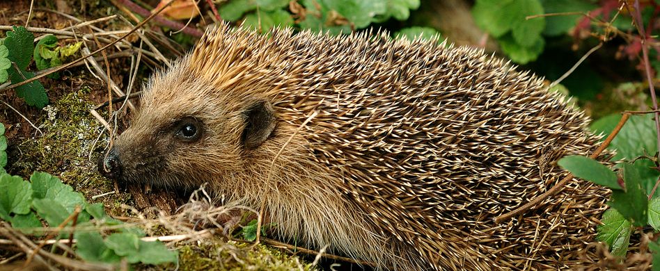 Gartenarbeit im November: So können Sie den Igeln das Winterquartier richten