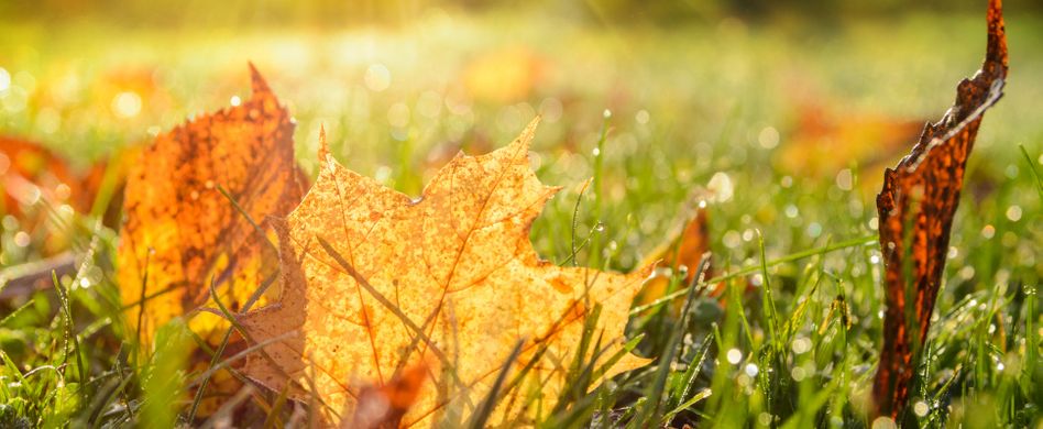 Gartenarbeit im Oktober: Dies ist im Herbst zu tun