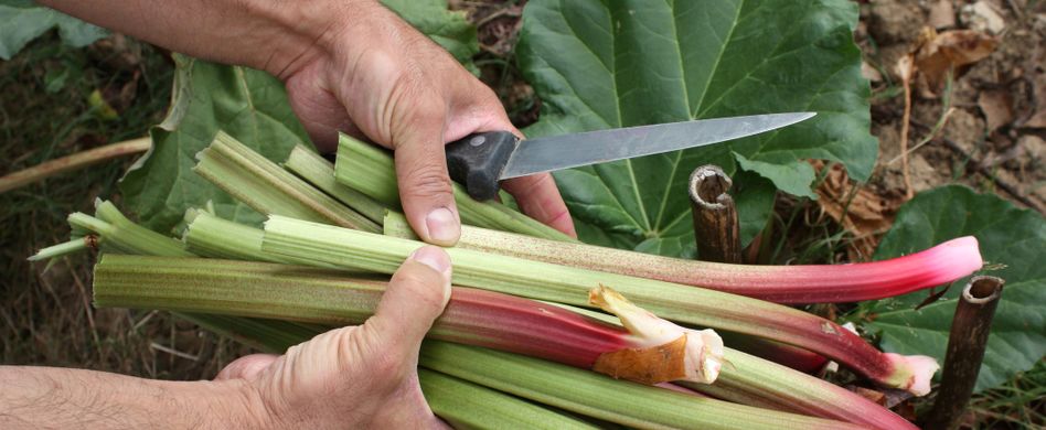 Gartenarbeiten im April: So trotzt ihr Garten dem eigensinnigen April