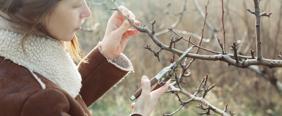 Gartenarbeiten im Januar: Das ist zum Jahresbeginn zu tun