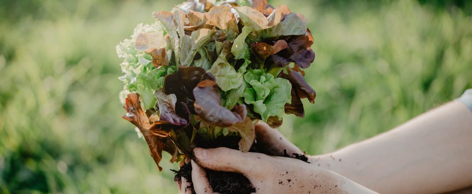 Gartenarbeiten im Juni: Das ist zum Sommeranfang im Garten zu tun