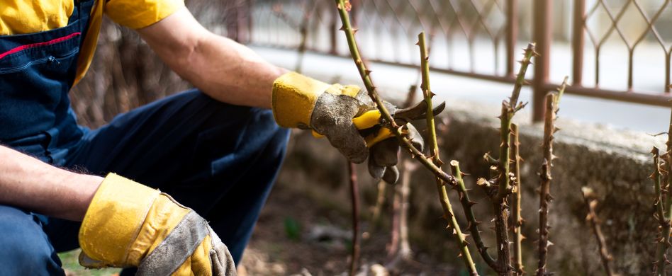 Gartenarbeiten im März: Von Rosen bis Gartenteich