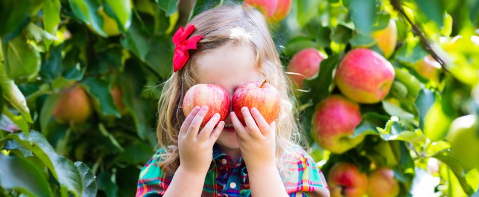 Gartenarbeiten im September: Entfernen Sie das Fallobst