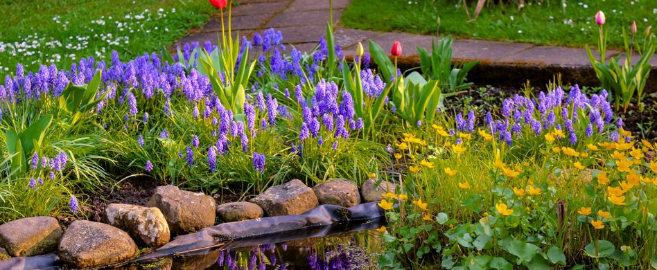 Gartenteich bepflanzen: Das sollten Sie beachten