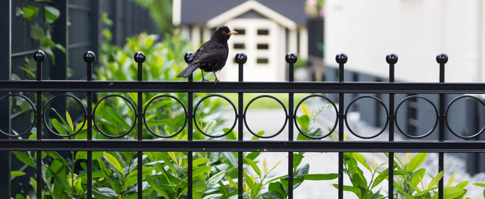 Gartenzaun kaufen: Mehr als nur ein Sichtschutz für den Garten