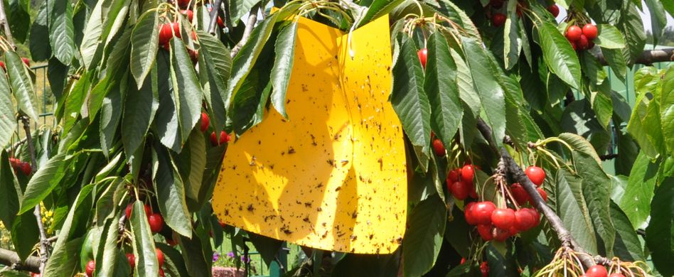 Gelbsticker und Gelbtafeln: Kaufen oder selber machen?