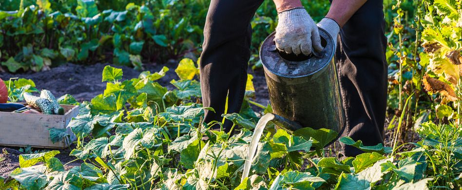 Gemüsebeet pflegen: Darauf sollten Sie achten