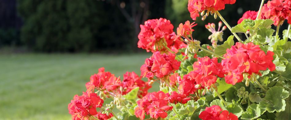 Geranien überwintern: So mögens Pelargonien