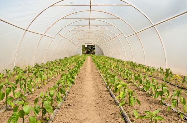 gewaechshaus-selber-bauen-oder-kaufen-bild-1