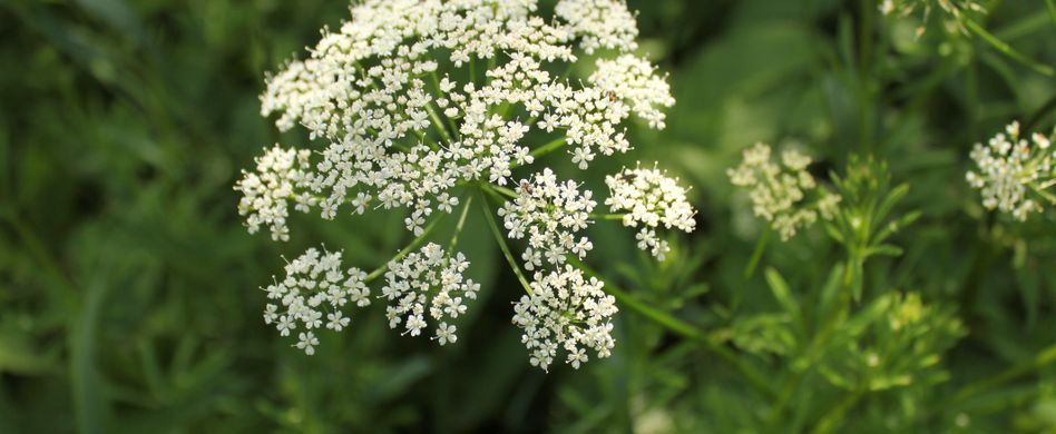 Giersch bekämpfen: Chemiefreie Tipps gegen das hartnäckige Unkraut