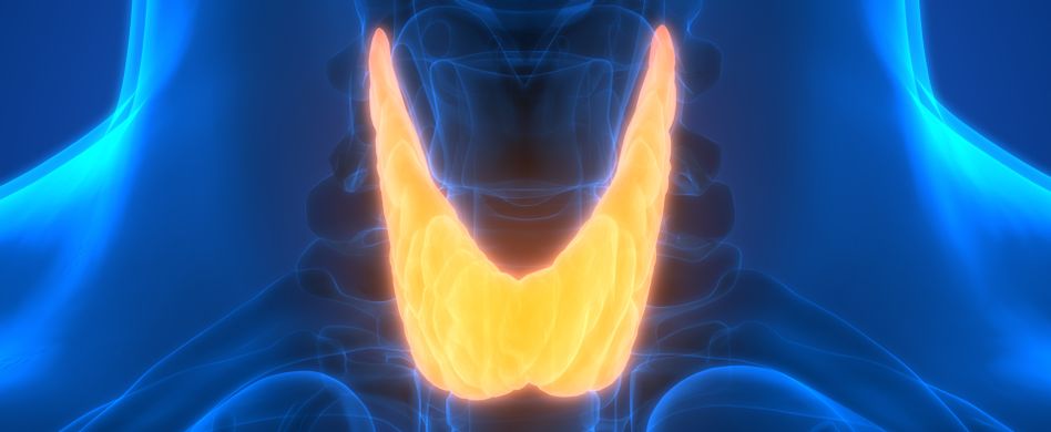 Glandula parathyreoidea: Aufgaben der Nebenschilddrüsen