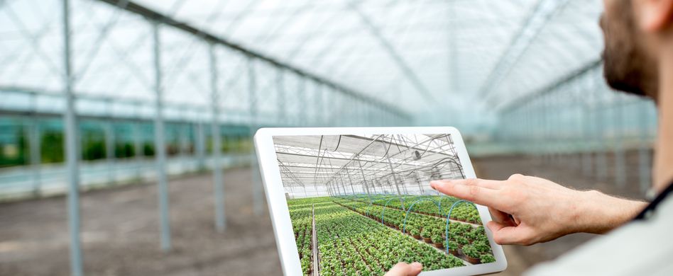 Glas, Acrylglas oder Plexiglas? Die richtige Verglasung für das eigene Gewächshaus finden