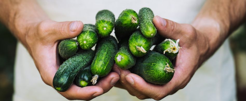Gurken ernten und lagern: So schmeckt es immer knackig-lecker