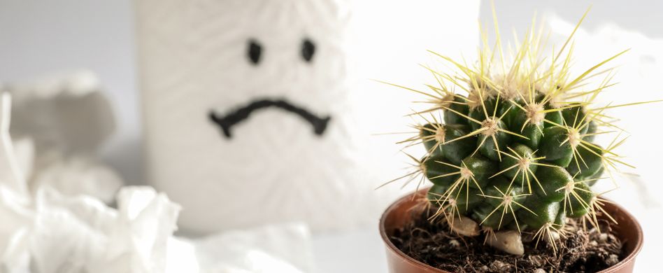 Kaktus und Klopapier