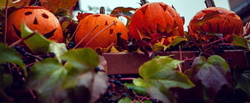 halloween kürbisse in einer reihe im garten