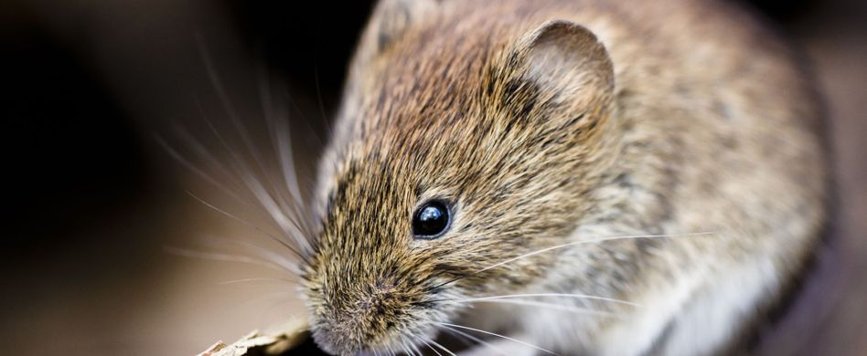 Hantavirus: Symptome und Diagnose der Infektion