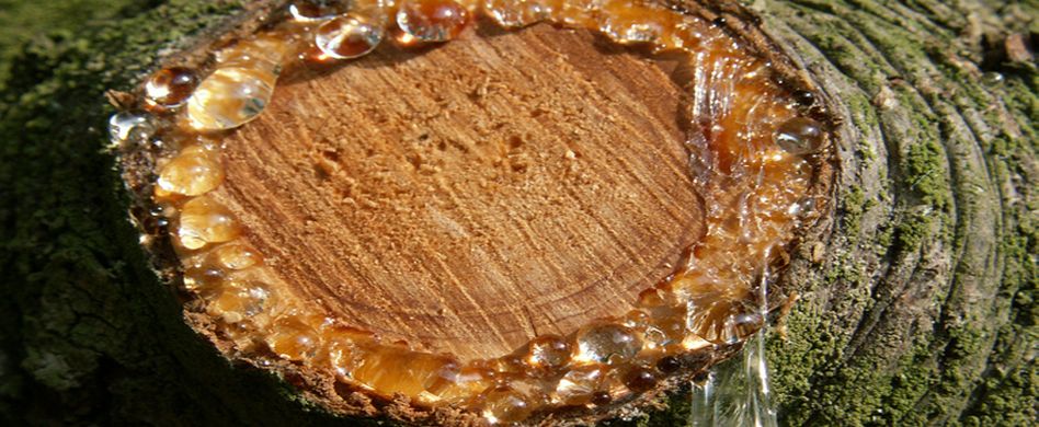 Harzflecken entfernen: 6 astreine Tipps gegen die zähen Flecken