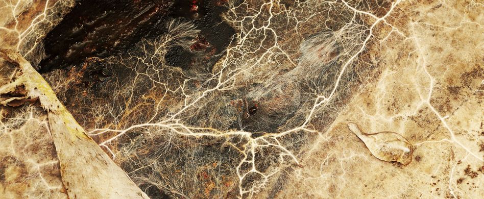 Hausschwamm bekämpfen: So werden Sie den Pilz los