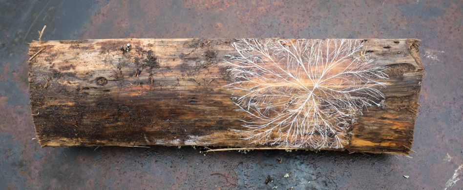 Hausschwamm erkennen: Wer frisst denn da?