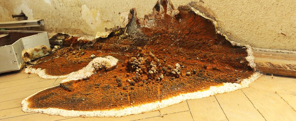 Hausschwamm: Was ist das?
