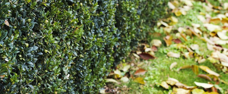 Hecke schneiden im Herbst: Wann und wie gehts richtig?