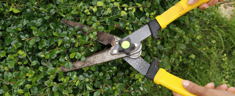 Hecke schneiden: Tipps zum Frühjahrsschnitt