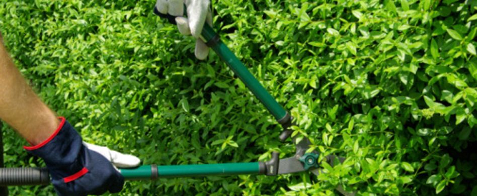 Heckenschnitt im Sommer: Laub abwerfende Hecke schneiden