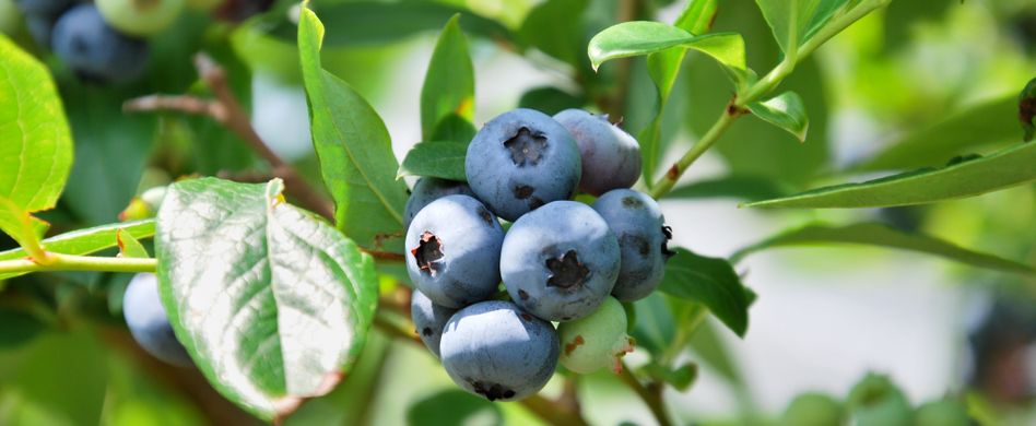 Heidelbeeren pflanzen: Am besten immer zwei Sorten Blaubeeren