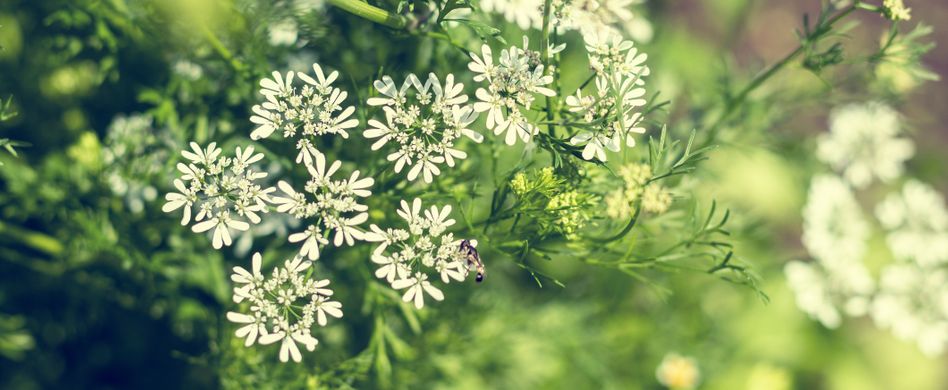Heilpflanze Anis: Hilft bei Blähungen und Magenschmerzen
