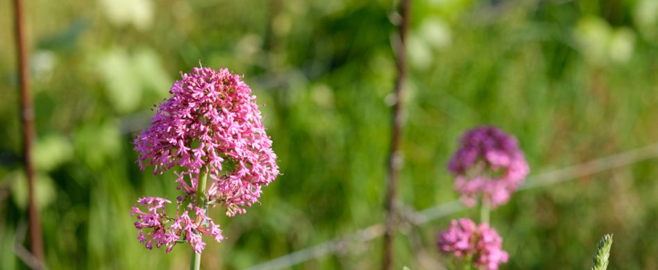 Heilpflanze Baldrian: Hilft bei Stress und Angst