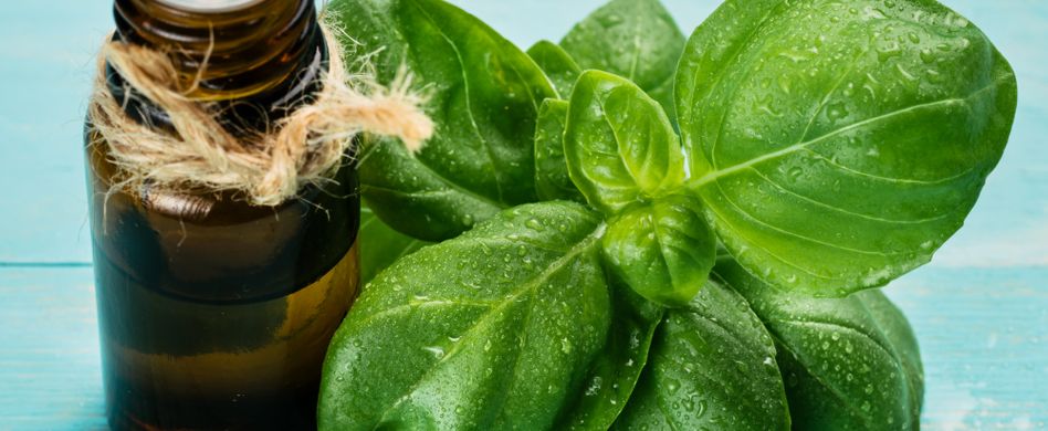 Heilpflanze Basilikum: Lindert Kopfschmerzen