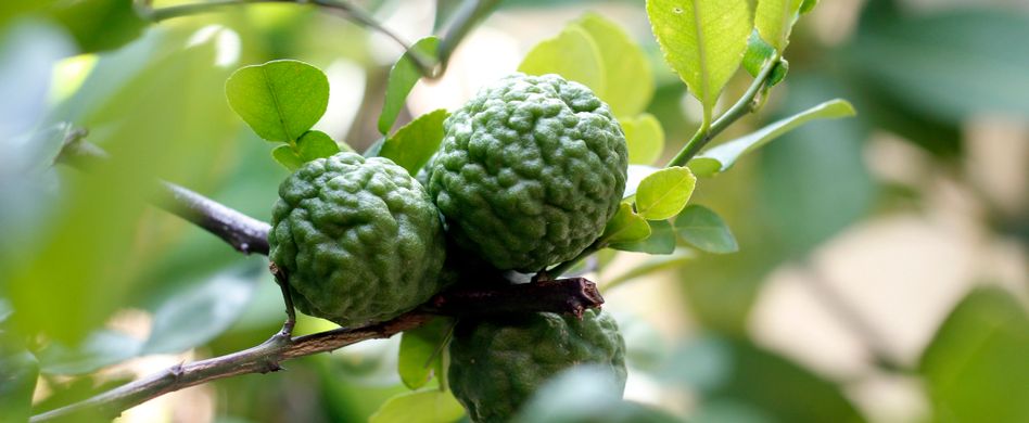 Heilpflanze Bergamotte: Löst Ängste und hebt die Stimmung