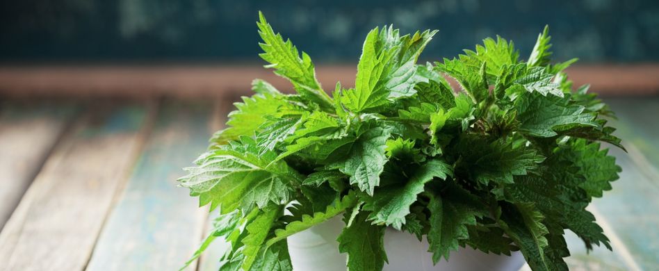 Heilpflanze Brennnessel: Unterstützt das Wasserlassen