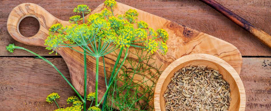 Heilpflanze Fenchel: Unterstützt die Verdauung