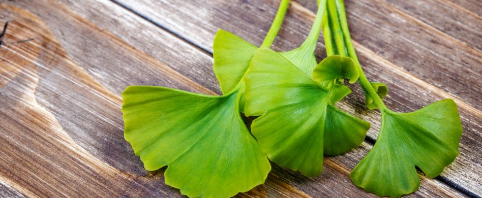 Heilpflanze Ginkgo: Das lebende Fossil