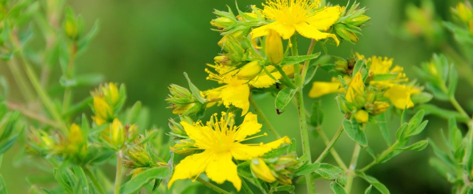 Heilpflanze Johanniskraut: Hellt die Stimmung auf