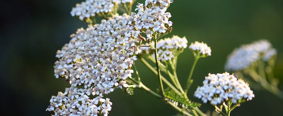 Heilpflanze Schafgarbe: Wirkt krampflösend und unterstützt die Galle