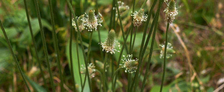 Heilpflanze Spitzwegerich: Wirkt bei Halsschmerzen und Reizhusten