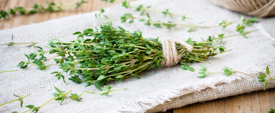 Heilpflanze Thymian: Hilft bei Erkältung